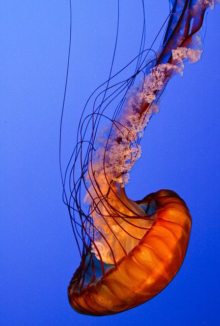 Nettle Jellyfish, Monterey Aquarium, Giant Jellyfish, Sea Jellies, Jellyfish Tattoo, Jellyfish Art, Deep Sea Creatures, Vacation Itinerary, Daily Activity