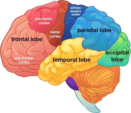 Lobes Of Brain, Brain Anatomy And Function, Human Body Worksheets, Human Body Projects, Huntington's Disease, Brain Parts, Brain Models, Brain Images, Brain Facts