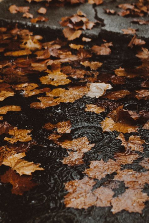 Herbst Bucket List, Fall Mood Board, Autumn Rain, Tapeta Pro Iphone, Autumn Scenery, Fall Feels, Best Seasons, Fall Pictures, Autumn Cozy