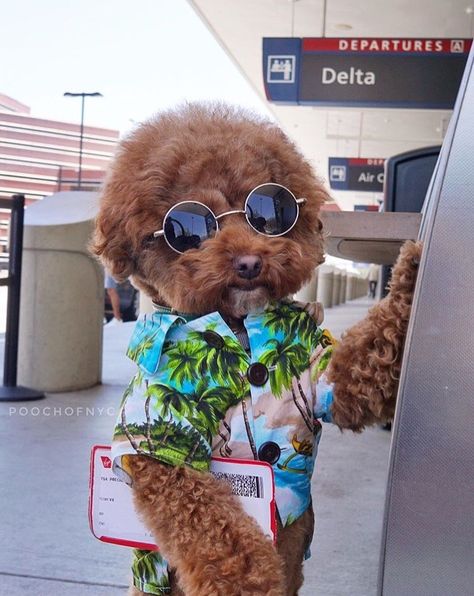 Dogs traveling airport in style. Hawaiian dog shirt by Dog Threads. Cute Fluffy Dogs, Puppies Cute, Fluffy Dogs, Costumes Ideas, Dress Design, Bulldog, Puppies, Sunglasses, Dogs