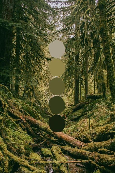 2 Paint Colors On One Wall, Moody Nature Color Palette, Earthy Colour Palette Bedroom, Forest Bedroom Paint Colors, Wedding Color Palette Forest Green, Forest Inspired Color Palette, All Green Color Palette, Green Forest Palette, Forest Color Pallette