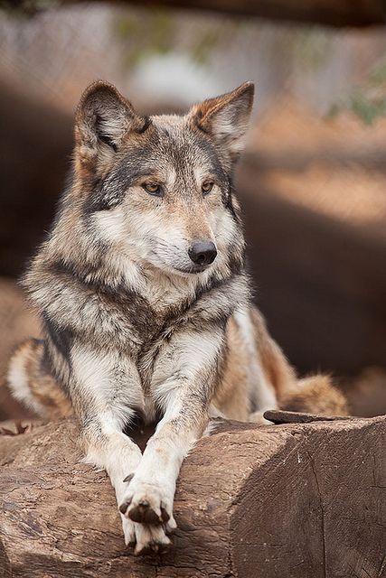 Wolf Photos, Wolf Love, Wild Wolf, Wolf Pictures, Wolf Spirit, Beautiful Wolves, Grey Wolf, Lone Wolf, Wild Dogs