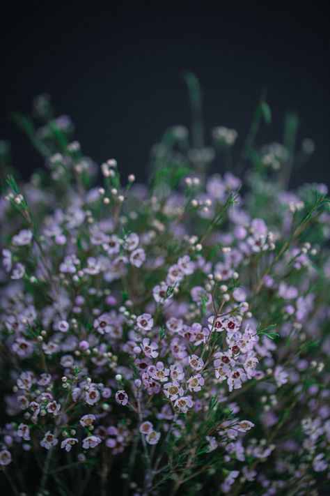 Chamelaucium Uncinatum, Sunny Flowers, Cat Safe Plants, Flower Board, Filler Flowers, African Plants, Flower Identification, Wax Flower, Market Garden