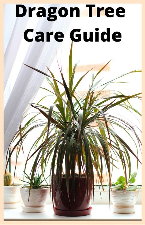 Dragon Tree Care and Houseplant Guide - Dracaena Plant Care, Dragon Tree Plant, Big Indoor Plants, Madagascar Dragon Tree, Snake Plant Care, Dracaena Plant, Dragon Tree, Plant Care Houseplant, Plant Hacks