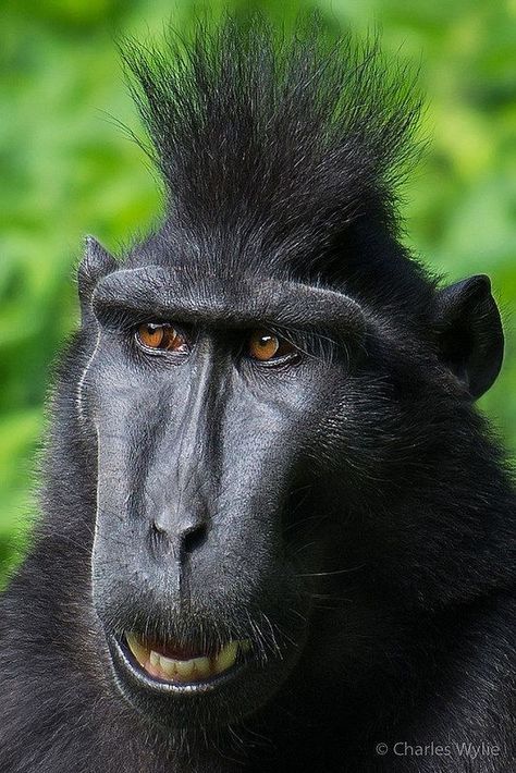 Black Crested Macaque Ugly Monkey, Ugly Animals, Regnul Animal, Unusual Animals, Monkeys Funny, Rare Animals, Baboon, Cute Wild Animals, صور مضحكة