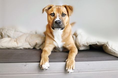 30 Mixed-Breed Dogs Celebrating National Mutt Day [GALLERY] - Dogtime Mutt Puppies, National Mutt Day, Sitting On Bed, Dog Bed Modern, Animal Body Parts, Short Haired Dogs, Puppy Sitting, Hybrid Dogs, Dogs Breeds