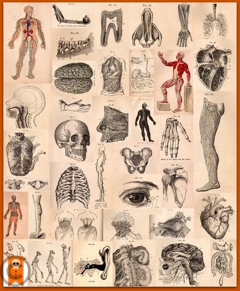 Vintage Human Anatomy Illustrations Collage Sheets Instant Download/Digital Print by VintagePaperSource on Etsy Anatomical Illustration, Goodnotes Covers, Murmuration Art, Collage Nature, Culture Jamming, Scrimshaw Art, Medical Drawings, Anatomy Illustration, Lizzie Hearts