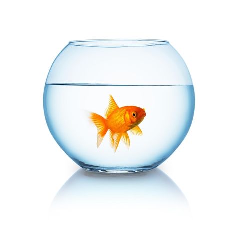 Photo a fishbowl with a single goldfish ... | Premium Photo #Freepik #photo #fishbowl #goldfish #fish-bowl #gold-fish Shoe Advertising, Goldfish Bowl, Sherman Tank, Orange Fish, Digital Collage Art, Wallpaper Earth, Eyes Emoji, Fish Bowl, Cute Love Songs