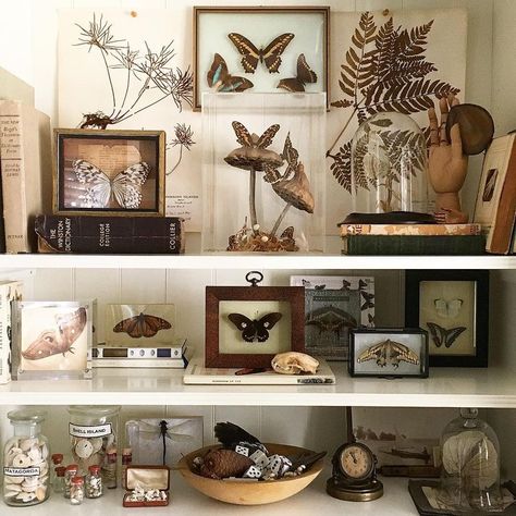 Naturalist Decor, Cabinet Of Curiosity, Cabinet Of Curiosities, Nature Decor, House Inspiration, My Dream Home, Room Inspo, Room Inspiration, Interior Styling