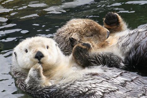 There’s something important that Sheila Gregoire and her husband Keith talked about in a recent Focus on the Family radio program, on the subject of marriage. The title of the program is “Thinking Your Way to a Better Marriage.” They discussed how married couples have a tendency to drift apart Read More... Otter Spirit Animal, Sea Otters Holding Hands, Sea Otter Art, Giant River Otter, Otter Tattoo, Otters Holding Hands, Foam Sculpture, Better Marriage, Otters Cute