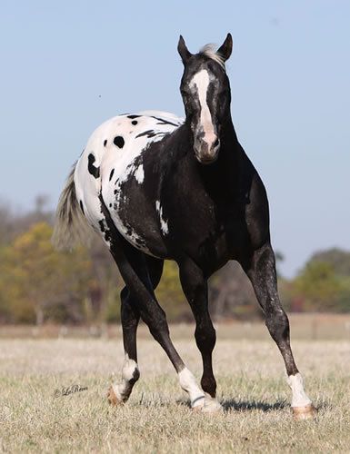 Black Appaloosa, Horse Herd, Horse Pics, Appaloosa Horse, Paint Horse, Appaloosa Horses, Horse World, Horse Crazy, Cute Horses