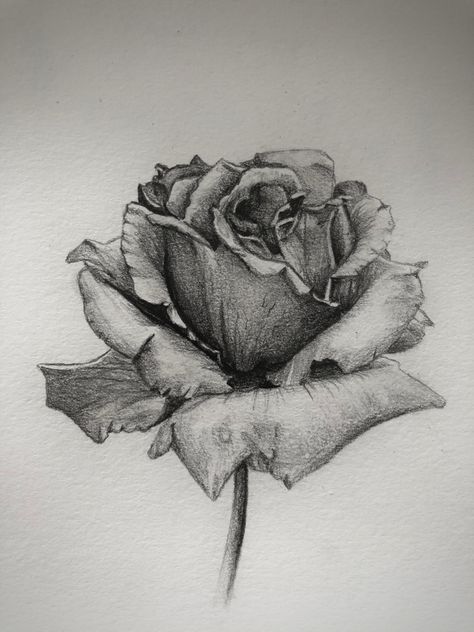 Pen Drawings Flowers, Bunch Of Roses Drawing, Flowers Drawing Realistic, Rose Sketch Realistic, Rose Drawing Pencil, Rose Pencil Drawing, Realistic Rose Drawing, Realistic Flower Drawing, Beautiful Pencil Drawings