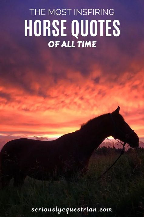 Horse Poems Beautiful, Equestrian Life Quotes, Good Horse Quotes, Poems About Horses, Quotes About Horses Love, Quotes About Horses Inspirational, Horse Sayings Quotes, Horses Quotes Inspirational, Equine Therapy Quotes