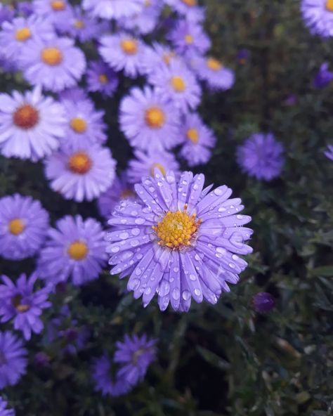 Aster flower meaning • Discover the true meanings of this beautiful flower Aesthetic Aster Flowers, Purple Asters Flower, Aster Name Meaning, Aster Flower Aesthetic, Aster Flower Meaning, Juliette Tattoo, Aster Aesthetic, Asters Flower, Purple Aster Flower