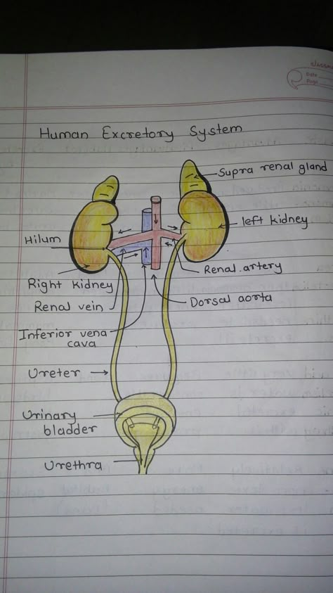 Neet Notes, Biology Diagrams, Study Science, Learn Biology, Medical Drawings, Basic Anatomy And Physiology, Nurse Study Notes, Med School Motivation, Biology Facts