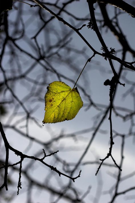 the last leaf standing Sheds Ideas Backyard, The Last Leaf, Single Leaf, Leaf Photography, Wallpaper Earth, Yard Care, Fotografi Alam Semula Jadi, Beautiful Sights, Alam Semula Jadi