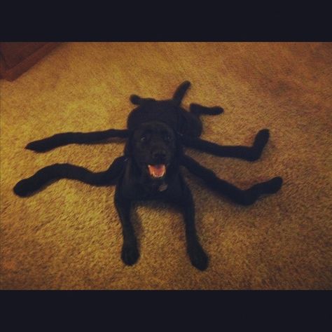 Black Widow-Lab. Halloween costume next year? | HOLIDAY / deco ... Cute Dog Halloween Costumes, Dog Spider Costume, Halloween Costumes For Big Kids, Best Dog Costumes, Spider Dog, Holiday Deco, Pet Halloween Costumes, Lab Dogs, Dog Halloween Costumes