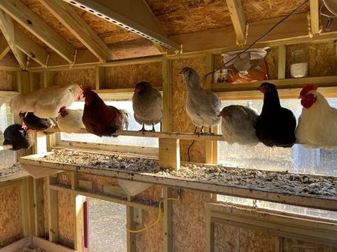 Poop boards | BackYard Chickens - Learn How to Raise Chickens Chicken Droppings Catcher, Chicken Coop Poop Board, Chicken Droppings Board, Poop Boards For Chickens, Chicken Run Roosting Bars, Chicken Poop Board, Chicken Coop Poop Catcher, Chicken Poop Catcher, Roosting Bars For Chickens