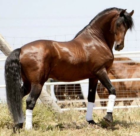 Andalusian Horse-From Wiki-PRE, both parents are pure Spanish horses, the Andalusian is strong, compact, elegant, intelligent, sensitive, docile, closely related to the Lusitano of Portugal, used for equestrian activities, dressage, show jumping, driving, bull fighting, movies, gray most common, also bay, white, dapple, Rasy Koni, Morgan Horse, Bay Horse, Andalusian Horse, Most Beautiful Horses, Most Beautiful Animals, Majestic Horse, Horses And Dogs, All The Pretty Horses