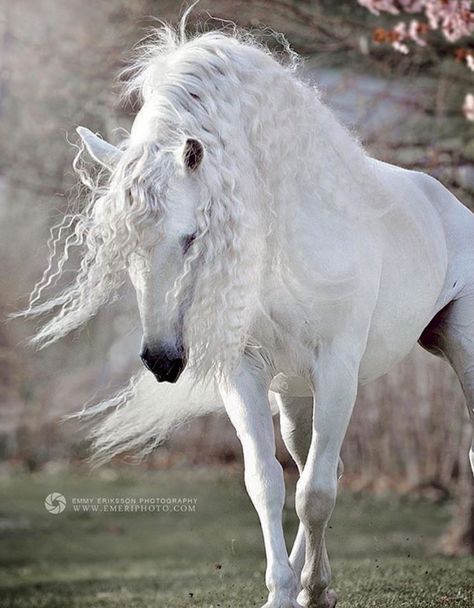 Pure White Andalusian Stallion, Express Pyramid by Emmy Eriksson - Stableexpress Cai Arabi, Cai Sălbatici, Rasy Koni, Wilde Westen, Andalusian Horse, Most Beautiful Horses, Horse Farm, Grey Horse, Most Beautiful Animals