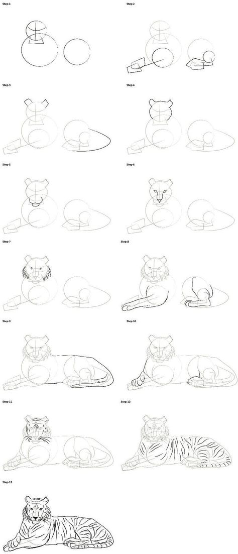 Not mine btw Animal Drawings Procreate, Drawing Ideas Tiger, How To Draw Zoo Animals Step By Step, Tiger Sketch Easy, Tiger Laying Down Drawing, How To Draw Big Cats, Drawing Tiger Easy, Tiger Drawing Easy Step By Step, How To Draw Nature Step By Step