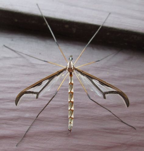 Pedicia albivitta (Giant Eastern Crane Fly) from 20 Hitchcock Rd, Rockingham, VT on September 13, 2013 by joannerusso. attracted to the light. · iNaturalist Giant Insects Fantasy Art, Giant Insects, Giant Water Bug, Insect Aesthetic Creepy, Cicada Molting, Crane Fly, Flying Insects, Cool Bugs, Love Bugs