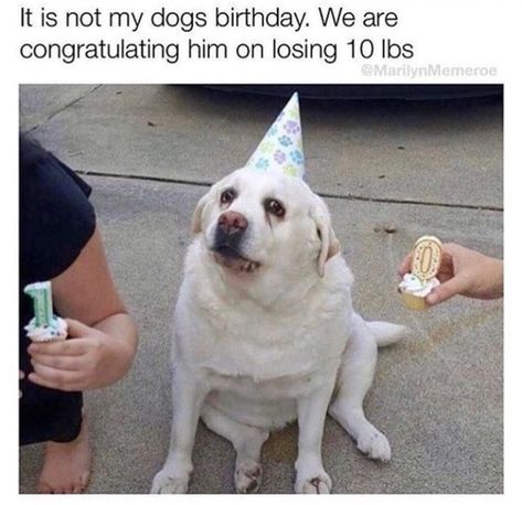 Congrats bud #dog #dogmemes #funny #funnydogmemes #doggos Old Memes, Happy Birthday Meme, Funny Dog Memes, Silly Dogs, Fresh Memes, Birthday Meme, Cute Funny Dogs, Dog Birthday, What’s Going On