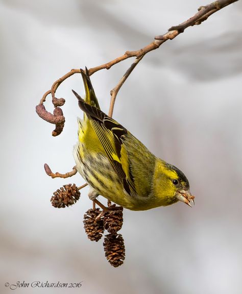 Scottish Wildlife, Siskin, British Birds, Tiny Bird, Finches, Bird Watcher, Amazing Drawings, Goldfinch, Canary Yellow