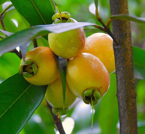 Pomarosa-The Rose Apple by any other name tastes as sweet. Photo by The Fruit Warehouse Rose Apple Tree, Guava Tree, Rose Apple, Guava Fruit, Air Tawar, Apple Roses, Apple Seeds, Beautiful Fruits, Fruit Plants