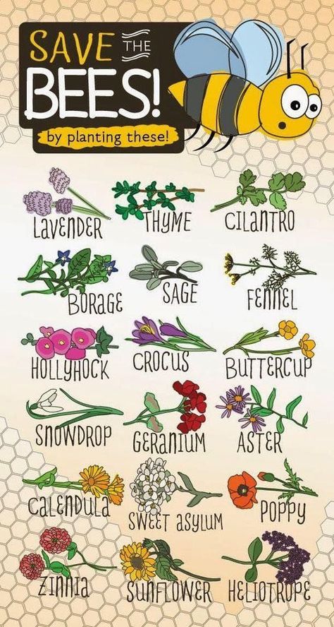 Save the Bees by planting these Plants, Flowers & Herbs Ochrana Prírody, Plantarea Legumelor, Funny Vine, Tanaman Indoor, Bee Garden, Bee Friendly, Have Inspiration, Save The Bees, Butterfly Garden