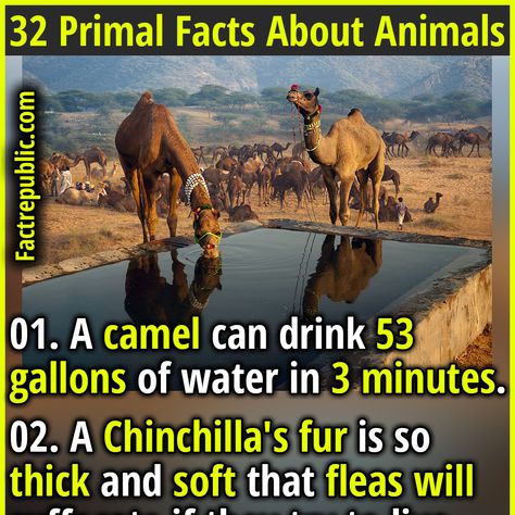 Crazy Animal Facts, Animal Knowledge, Weird Animal Facts, Animal Facts Interesting, Mind Blowing Thoughts, Fear Of Dogs, Facts About Animals, Epic Facts, Facts About People