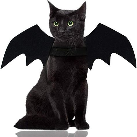 Cat Halloween costume. Bat wings for cat. Diy Bat Costume, Cat Halloween Costume Pet, Pet Bat, Bat Wings Costume, Cat Dog Costume, Cat Dressed Up, Bat Animal, Bat Costume, Chat Halloween