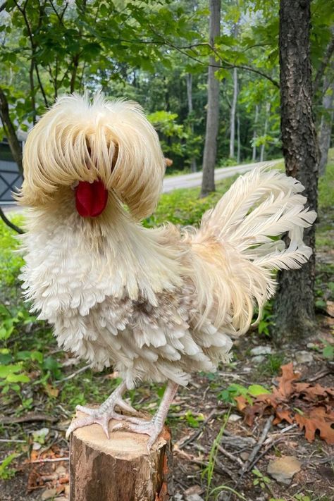 Polish chickens aren’t actually from Poland. One of their most distinctive features is a huge, fluffy crest of feathers that surrounds their heads and sometimes gets in their eyes. This distinctive puff of feathers is where they got their name, as it resembles the large, square hats Polish soldiers used to wear. //Photo credit: Instagram @katieeberhart Polish Chickens Breed, Draw Chicken, Fluffy Chickens, Polish Chickens, Aesthetic Chicken, Sketches Nature, Backyard Aesthetic, Chicken Aesthetic, Fluffy Chicken