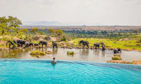 Swim in front of elephants. Serengeti Tanzania, Top Honeymoon Destinations, Luxury Safari Lodge, Safari Vacation, Kenya Safari, Tanzania Safari, Serengeti National Park, Luxury Safari, Safari Adventure