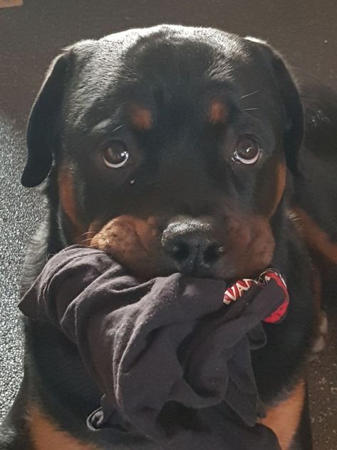 Rottweiler Love, Rottweiler Lovers, Scary Dogs, Really Cute Puppies, Baby Gates, Cute Animals Puppies, Very Cute Dogs, Rottweiler Puppies, Rottweiler Dog