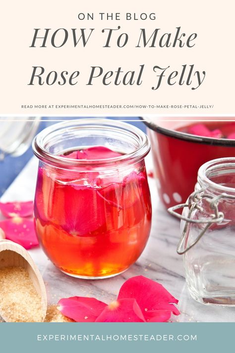 Learn how to make rose petal jelly using fresh rose petals from your favorite organically grown roses. Try different roses for unique flavored jelly. #howtomakerosejelly #rosejelly #rosejellyrecipe Sunflower Jelly Recipe, Unique Jelly Recipes, Unique Canning Recipes, Unique Jams And Jelly Recipes, Hedgerow Jelly, Sunflower Jelly, Rose Jelly, Flower Jelly, Edible Flowers Recipes