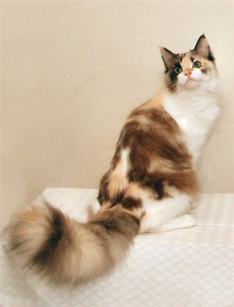 Natural mink and white tortie RagaMuffin Ragamuffin Cat, Cat Anatomy, Warrior Cat Oc, Warrior Cats Art, Gorgeous Cats, Silly Cats Pictures, Cat Pose, Most Beautiful Cat Breeds, Pretty Animals