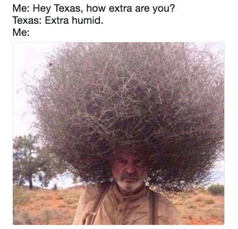 Try as you might, the dreaded humidity will come ruin all your styling efforts. Argentina Memes, Hair Jokes, Curly Hair Problems, Sarcasm Only, Hair Problems, Hair Humor, Dankest Memes, Surrealism, Curly Hair