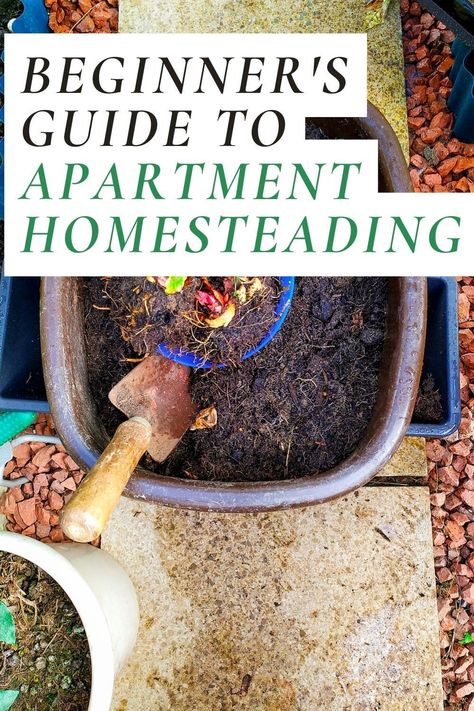 Learn how to become an urban homesteader and how to start your apartment homesteading journey, even if you live in an apartment. Get inspired with our beginner's guide! Apartment Homesteading, Start Homesteading, Homesteading For Beginners, Homestead Inspiration, Vegetable Scraps, Homesteading Skills, Rental Apartment, Holistic Care, Herbal Recipes