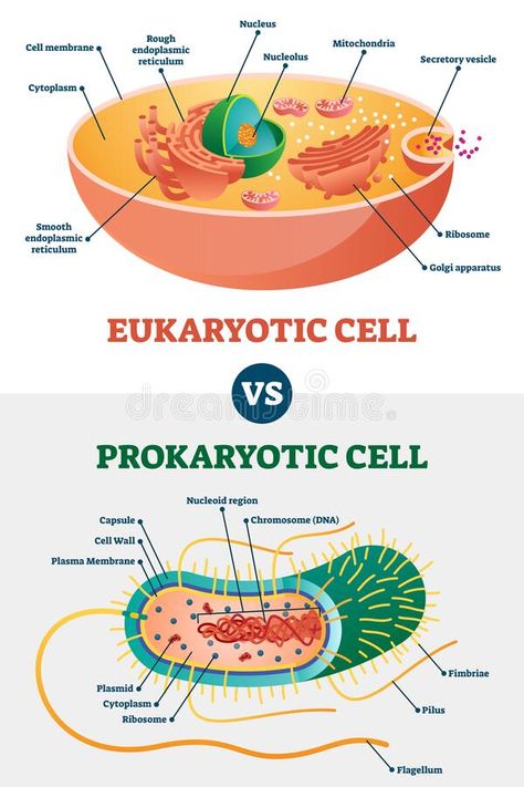 Eukaryotic vs Prokaryotic cells, educational biology vector illustration diagram stock illustration Plant Cell Structure, Prokaryotic Cell, Eukaryotic Cell, Plasma Membrane, Biology Facts, Animal Cell, Biology Notes, Plant Cell, Cell Wall