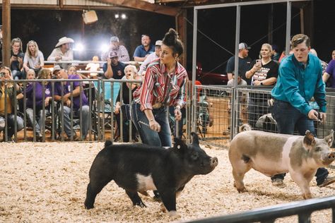 Showing Animals At The Fair, Show Pig Outfits, Ffa Show Outfit, Livestock Show Outfits Pigs, Livestock Show Outfits, 4h Pigs, Livestock Pictures, 4h Livestock, Showing Pigs