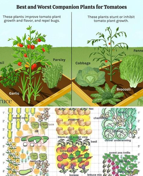 Companion Planting Layout, Tomato Companion Plants, Black Eyed Susan Vine, Pea Trellis, Companion Planting Chart, Planting Combinations, Companion Gardening, Garden Companion Planting, Bush Beans