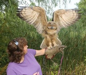 Eurasian Eagle Owl added to raptor program - Westside News Owl Diorama, Owl Habitat, Elf Owl, Owl Facts, Eurasian Eagle Owl, Owl Species, Nocturnal Birds, Long Eared Owl, Burrowing Owl