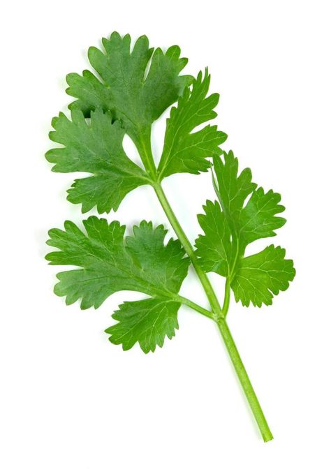 Cilantro Drawing, Cilantro Illustration, Freeze Cilantro, Herbs For Inflammation, Coriander Plant, Freezing Cilantro, Herb Planting, Pictures Of Leaves, Chip Design