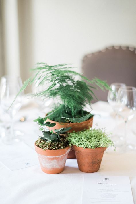 Plant Wedding Centerpieces Potted, Live Plant Centerpieces Wedding, Plants As Centerpieces, Potted Plant Centerpieces, Herb Centerpieces, Cheap Wedding Table Centerpieces, Home Decor Plants, Plant Centerpieces, Centerpiece Inspiration