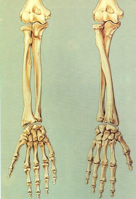 Arm bone Skeletal Arm Drawing, Human Bone Anatomy Drawing, Skeleton Arms Reference, Arm Skeleton Anatomy, Arm Bone Structure, Hand Bones Reference, Bones Reference Human Anatomy, Arm Bones Anatomy Drawing, Skeleton Arm References