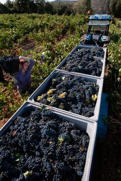 Michigan Wineries, Grape Harvest, Grapes Wine, Wine Vineyards, Napa Wine, Grape Harvesting, Planting Pot, Napa Valley Wine, Organic Wine