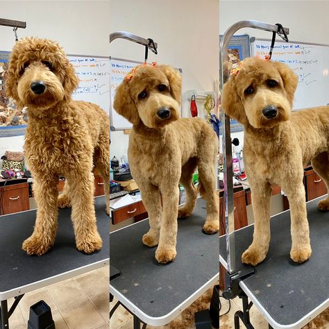 Doodle Cuts Goldendoodle Haircuts Short, F1 Goldendoodle Haircut, Bernedoodle Haircut Styles Short, Groodle Haircut Styles, Aussiedoodle Grooming Styles, F1b Goldendoodle Haircut, Apollo Haircut, Short Doodle Cuts, Summer Doodle Haircut