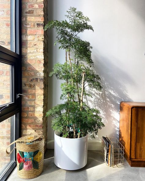 Shannon Jean Tierney on Instagram: “🌿Plant Profile🌿 Variety: Ming aralia Origin: India Why we love it: looks like a small group of shrunken trees. 🌳👌🏼” Ming Aurelia Plant, Ming Aralia Plant, Jean Tierney, Aralia Plant, Ming Tree, Plant Vessels, Plant Outdoor, Small Group, Cute Little Animals