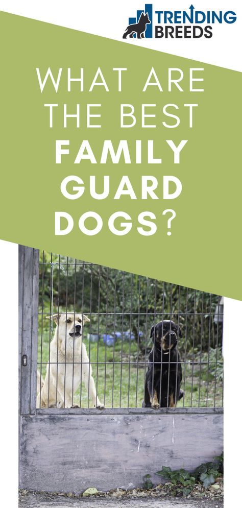 Are you looking for a dog who will be a wonderful family pet but who will also protect your family?  Dogs have been guarding the families they love for thousands of years.  There are several breeds to choose from if you want a loyal companion and great guard dog for your family.  What are the best family guard dogs? Best Guard Dog Breeds, Protection Dogs, Guard Dog Breeds, Protective Dogs, Best Guard Dogs, Best Dogs For Families, Guard Dog, Smart Dog, Medium Sized Dogs